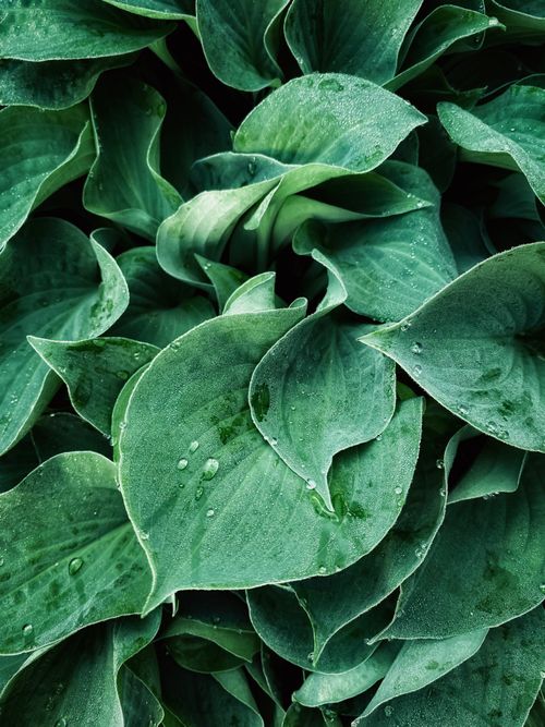 Free A serene close-up photo of fresh green leaves with dew droplets, showcasing nature's beauty. Stock Photo