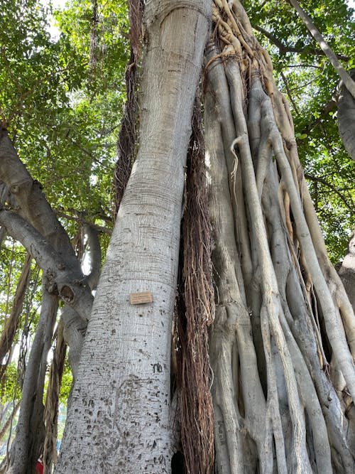Foto profissional grátis de árvores, aumento, casca