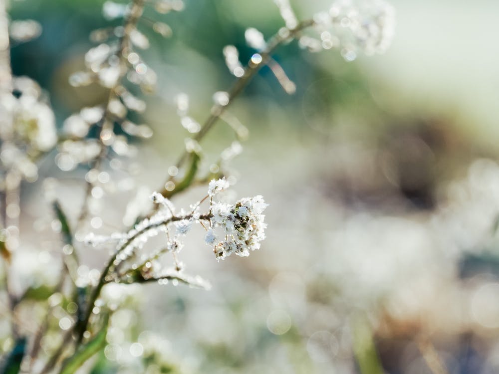 Free stock photo of frost, shepherd s purse, silvery