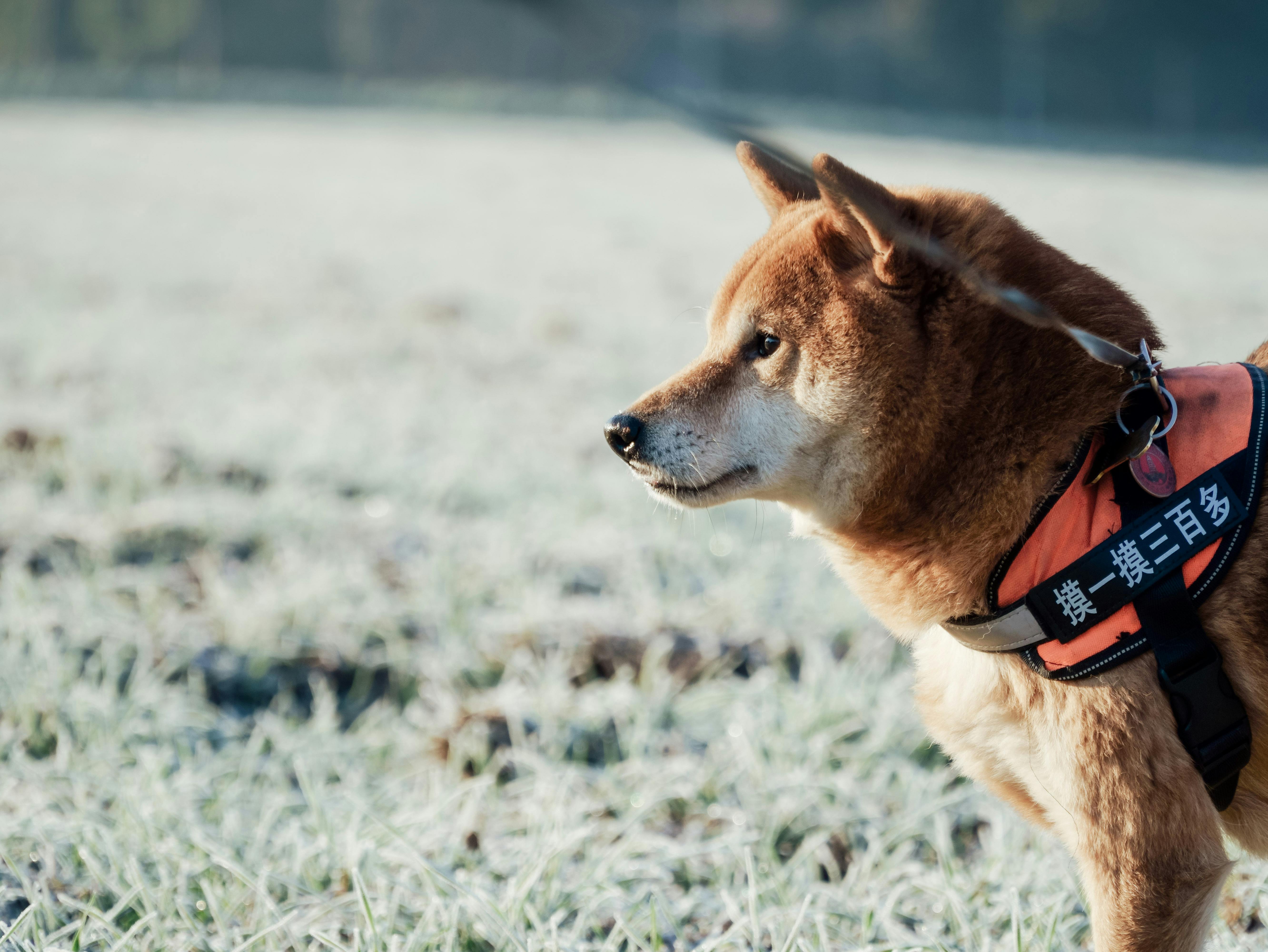 Husky in Harness Free Stock Photo