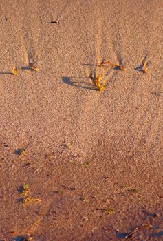 starfish photo