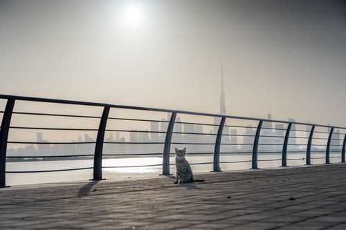 Free A solitary cat sits on a bridge with a misty cityscape in the background, captured at dawn. Stock Photo