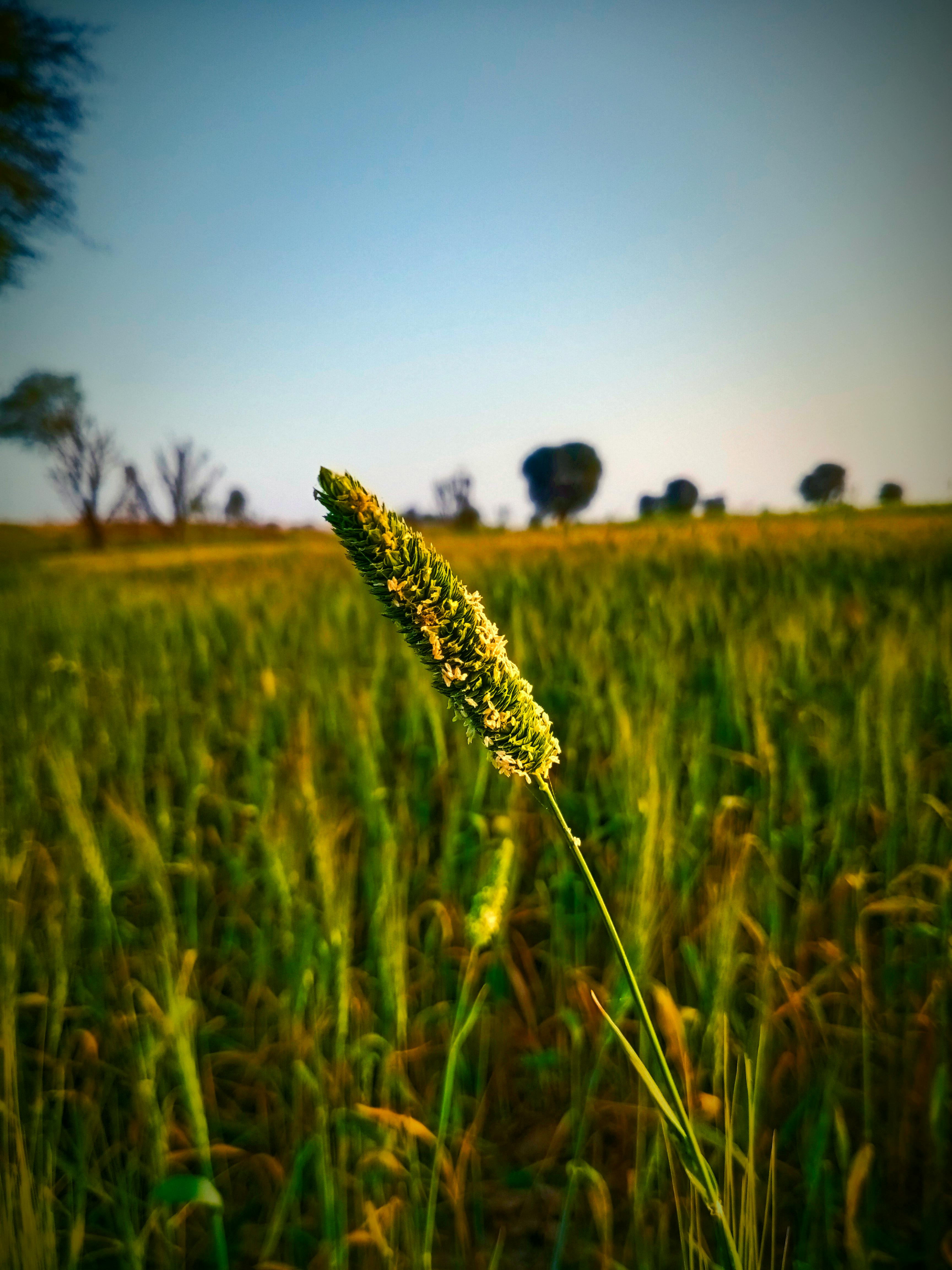 Miles Morales Spider-Man