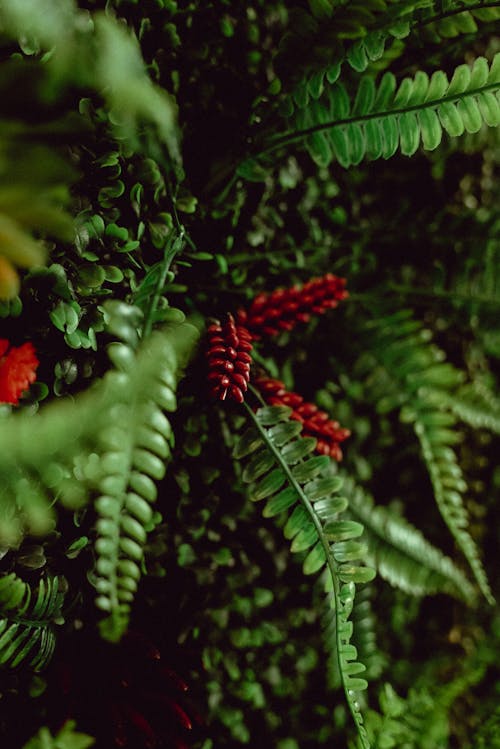 Close-up of Fern Plant Leaves in Nature
