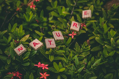 Scrabble Pieces Forming Nature Word