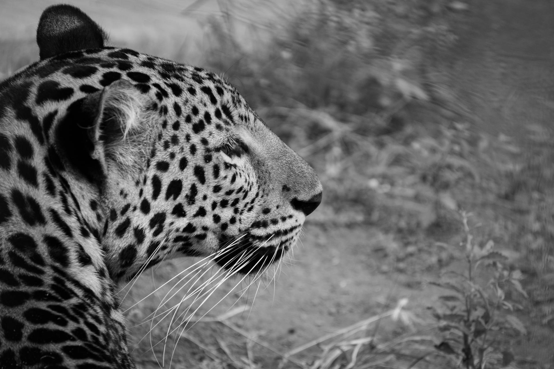 A striking black and white close-up of a leopard in Vandalur, TN, highlighting its majestic features.