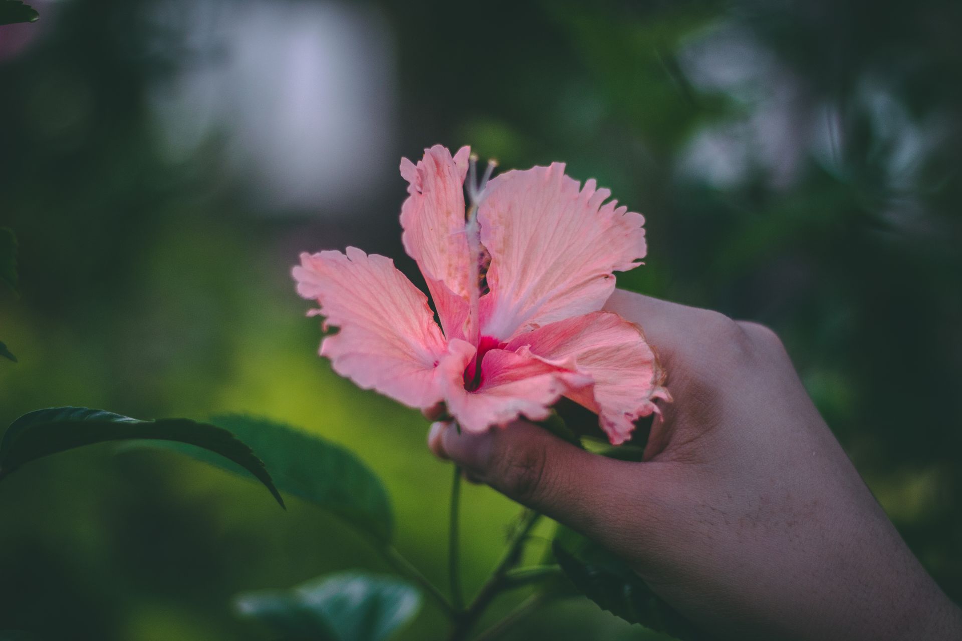 A delicate pink hibiscus flower held by a hand in an outdoor garden setting.