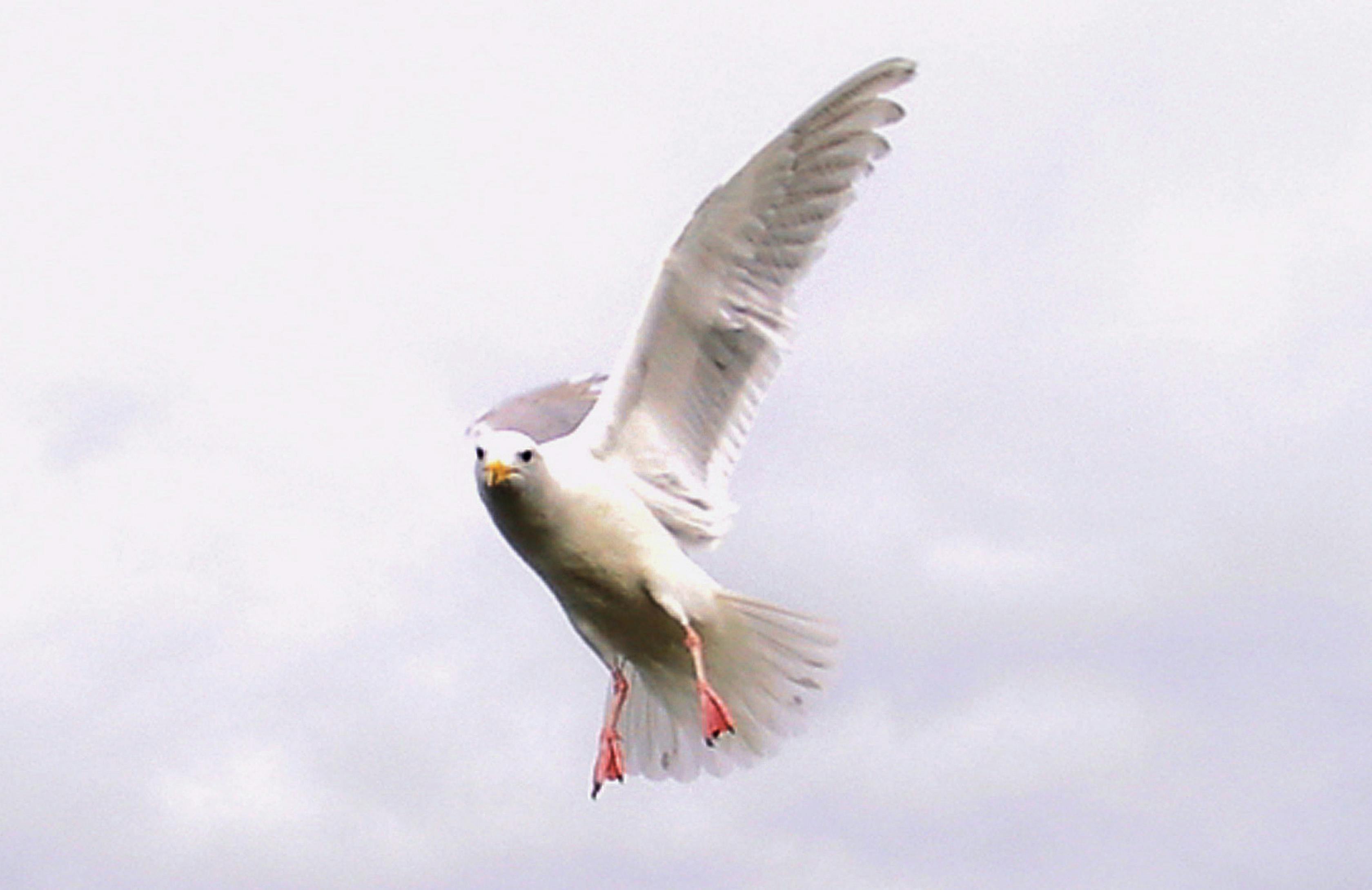 Photo Gratuite De Oiseau De Vol De Mouette