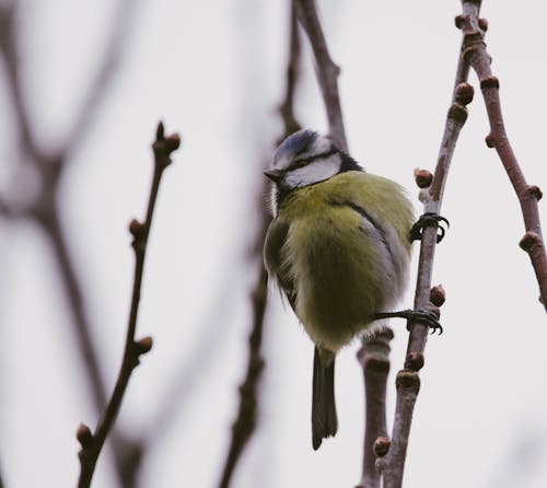 Imagine de stoc gratuită din a închide, arbore, birdwatching