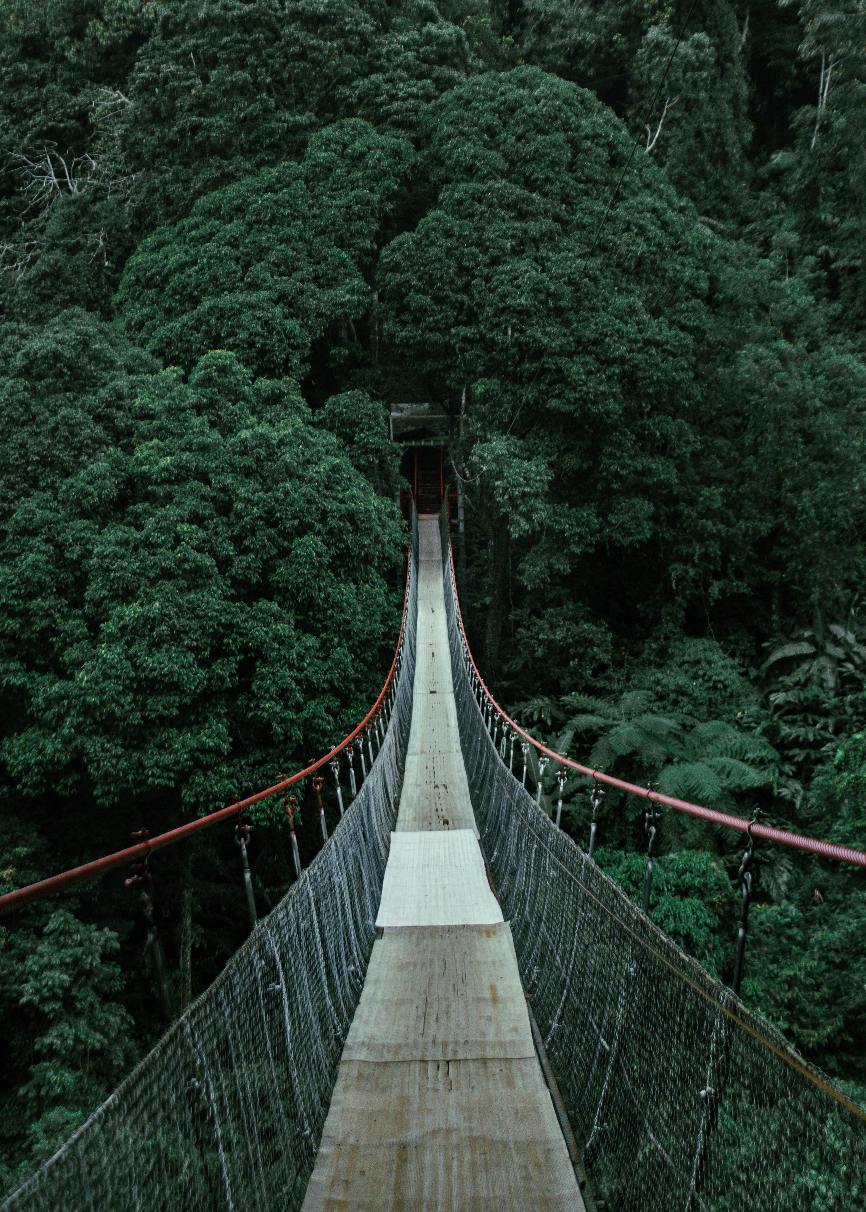 Suspension bridge at TreeTop Walk rising 25 metres above the forest floor at MacRitchie Reservoir Park, Singapore