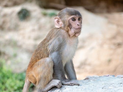 Cute Monkey Sitting on Rock in Nature