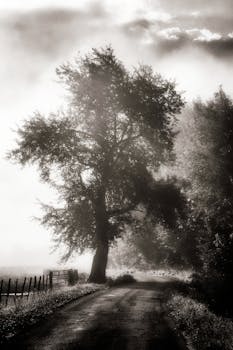 Black and white photo of a misty road framed by a lone tree and fog, creating a dramatic atmosphere.