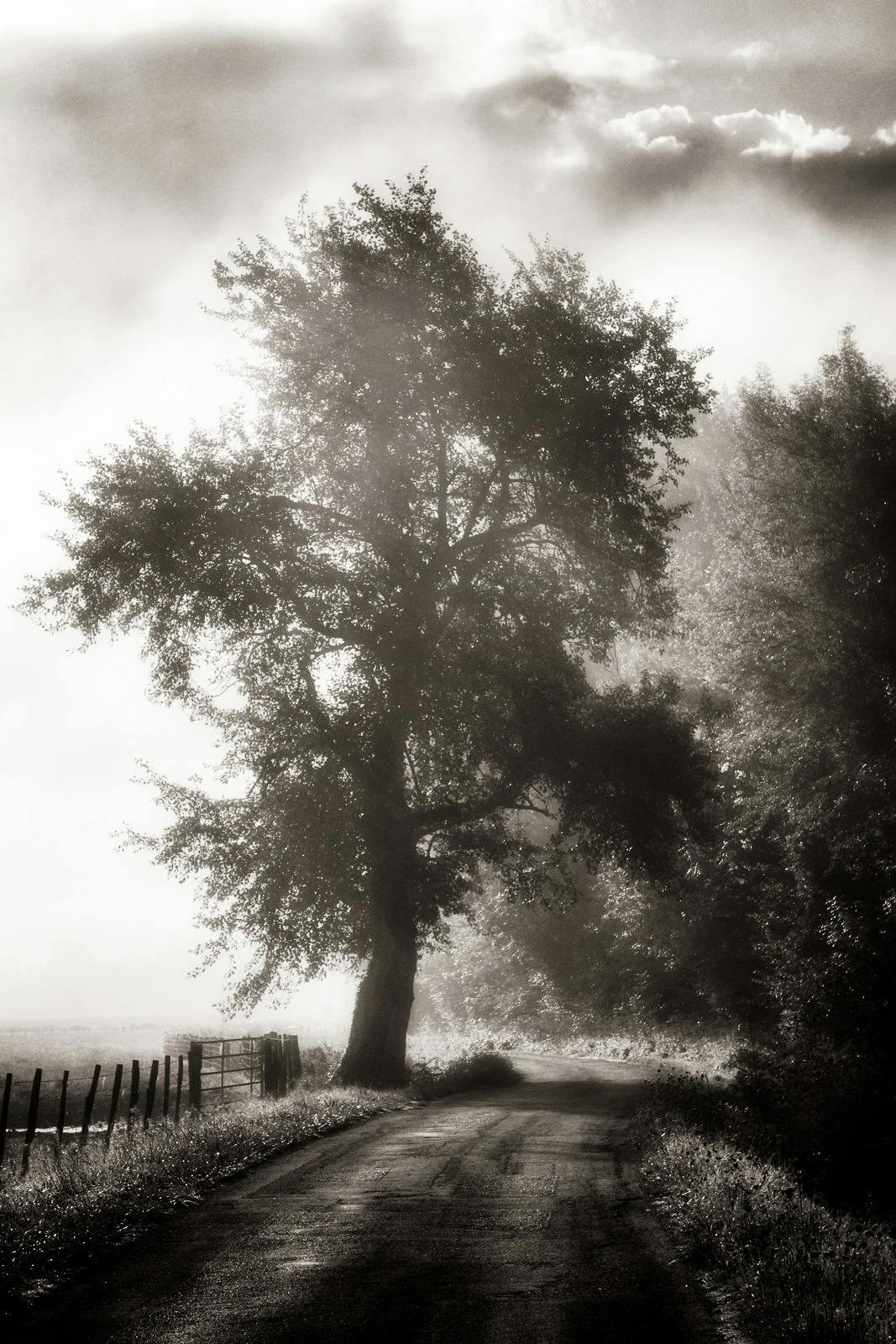 Black and White Photography of Tree · Free Stock Photo
