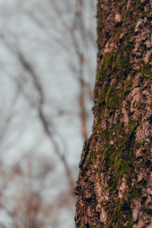 Fotos de stock gratuitas de al aire libre, árbol, áspero