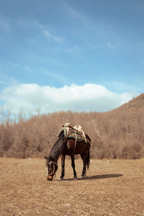 Бесплатное стоковое фото с вертикальный выстрел, лошадь, освещенный солнцем