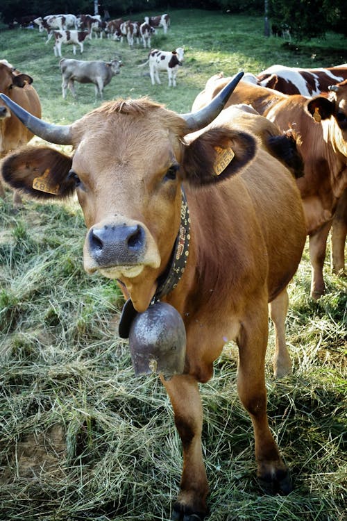 Безкоштовне стокове фото на тему «бик, корова, луг»