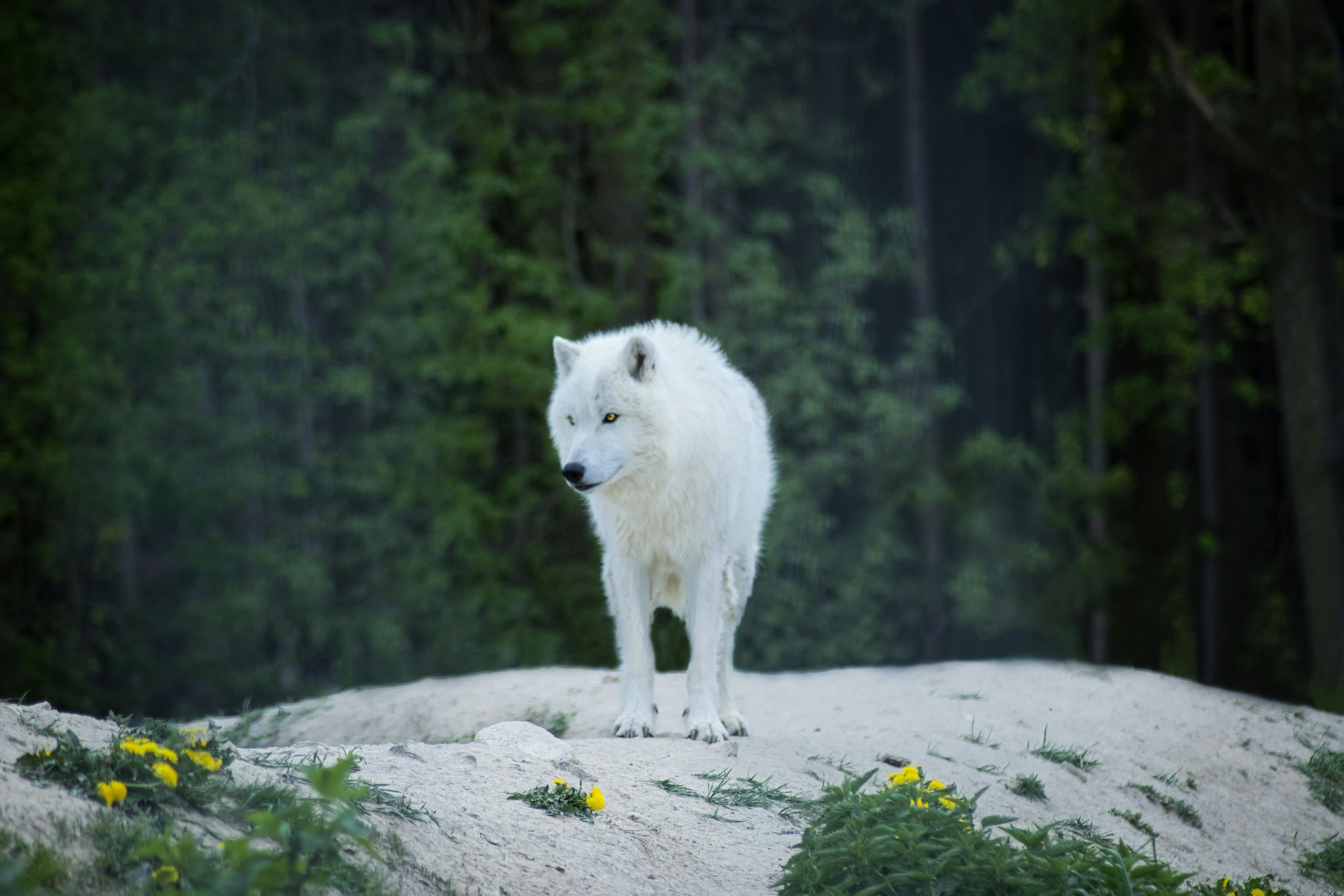 white wolf in forest