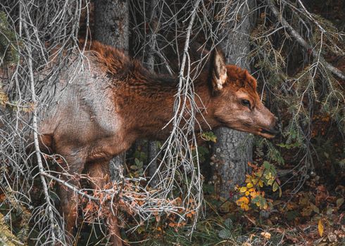 A young deer emerges from the forest foliage in Banff, showcasing nature's beauty.