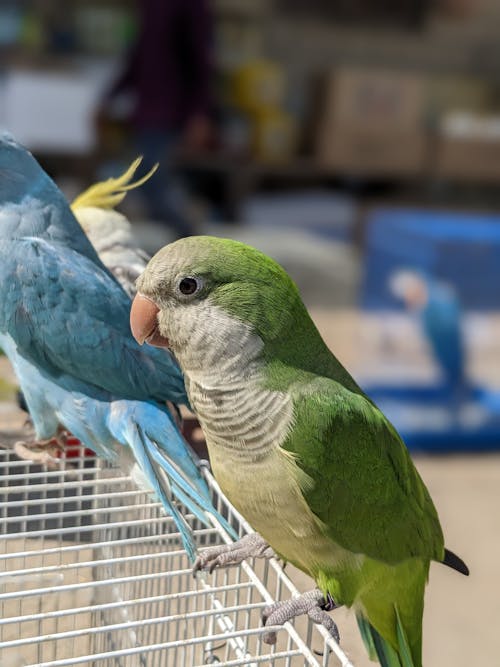 Kostenloses Stock Foto zu grüner papagei, kleiner vogel, vogel