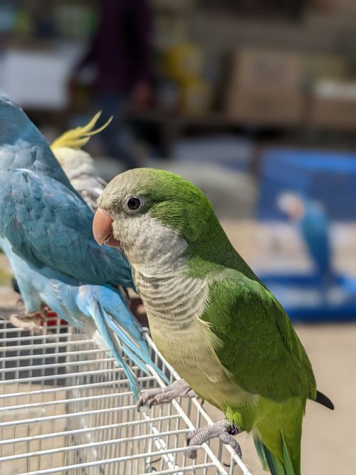Free stock photo of bird, bird colony, bird eye Stock Photo