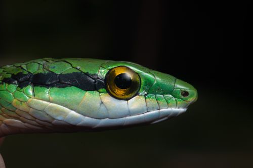 Free Detailed close-up of a green snake with striking golden eye on dark background. Stock Photo