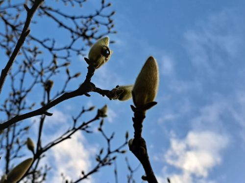 Free Magnolia Stock Photo