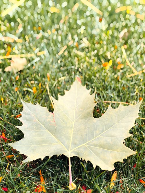 Free stock photo of fall colors, fall foliage, fall leaves