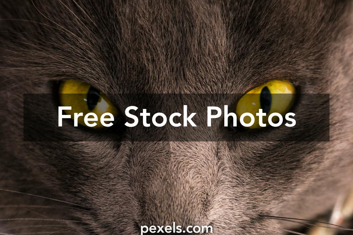 Animal Face Photos, Download The BEST Free Animal Face Stock Photos & HD  Images