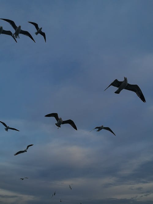 คลังภาพถ่ายฟรี ของ birds_flying, การบิน, ท้องฟ้า