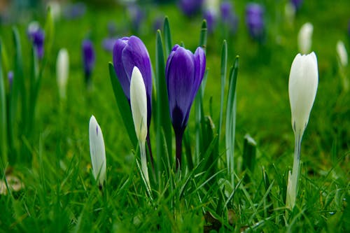 Blue and White Crocus Flowers