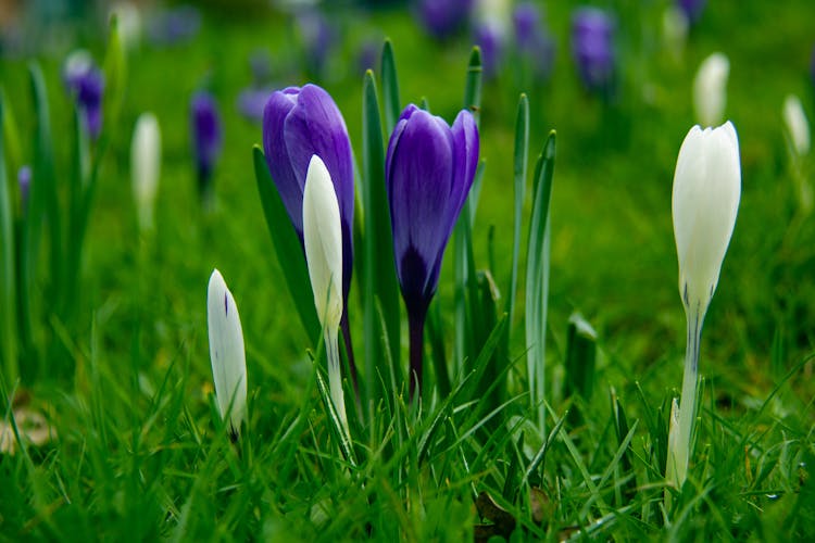 Blue And White Crocus Flowers