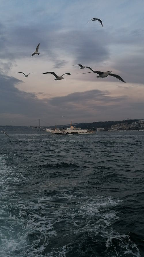 คลังภาพถ่ายฟรี ของ birds_flying, bosphorus, การเดินเรือ