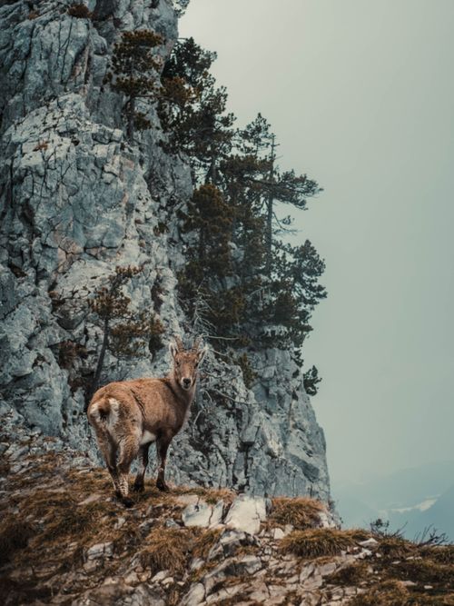 Free A chamois stands on a rocky mountain slope surrounded by wilderness and rugged terrain. Stock Photo
