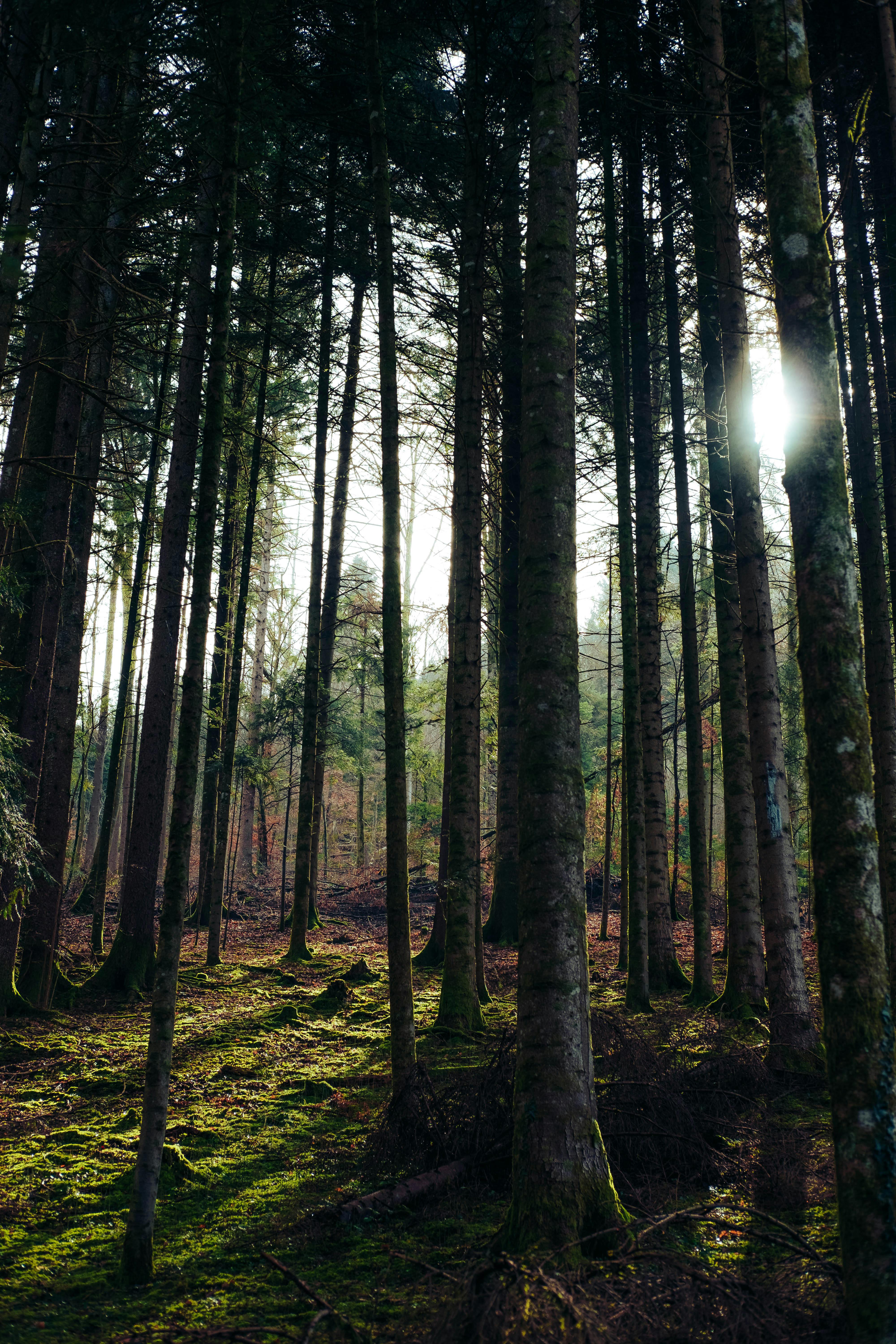 Discover the tranquility of a sunlit evergreen forest with tall trees filtering sunlight.