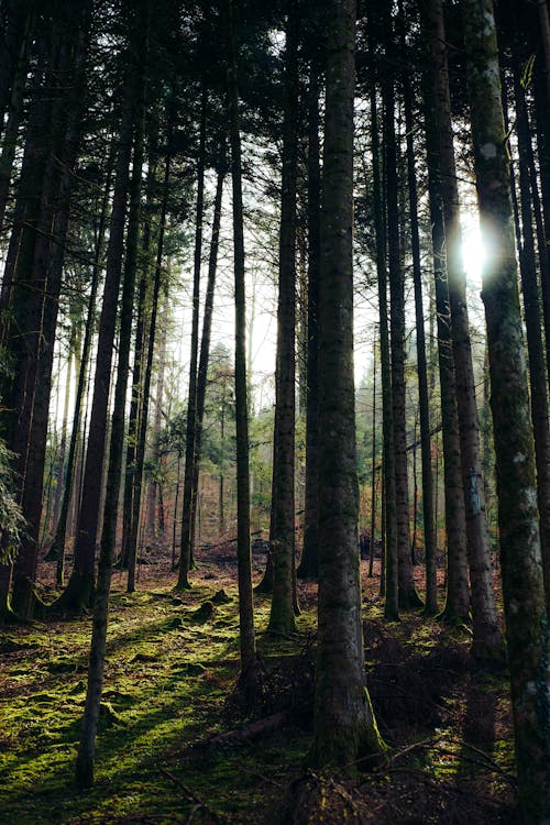 Бесплатное стоковое фото с вертикальный выстрел, вечнозеленый, лес