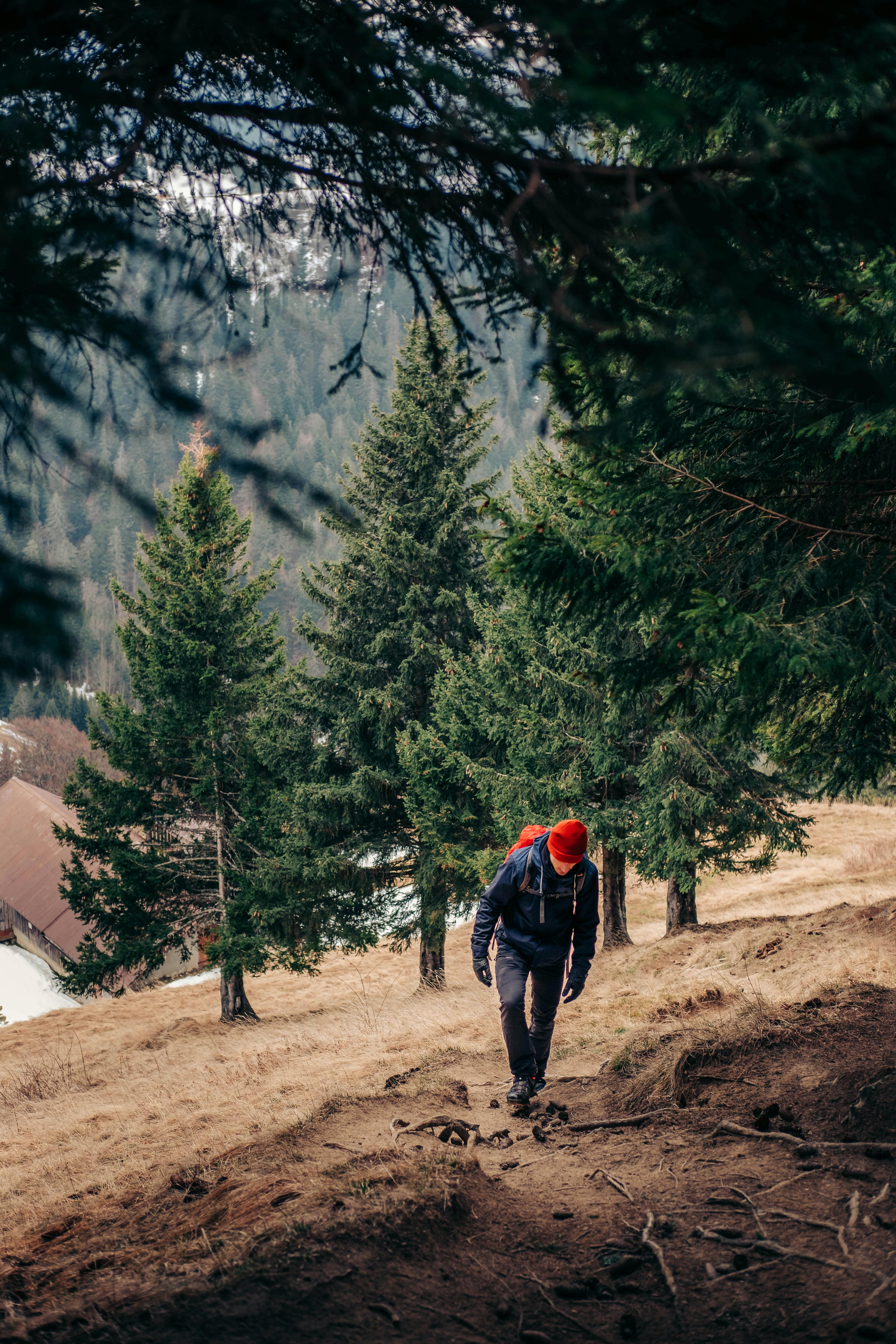 A hiker wearing a red cap climbs a mountain trail through a dense evergreen forest.
