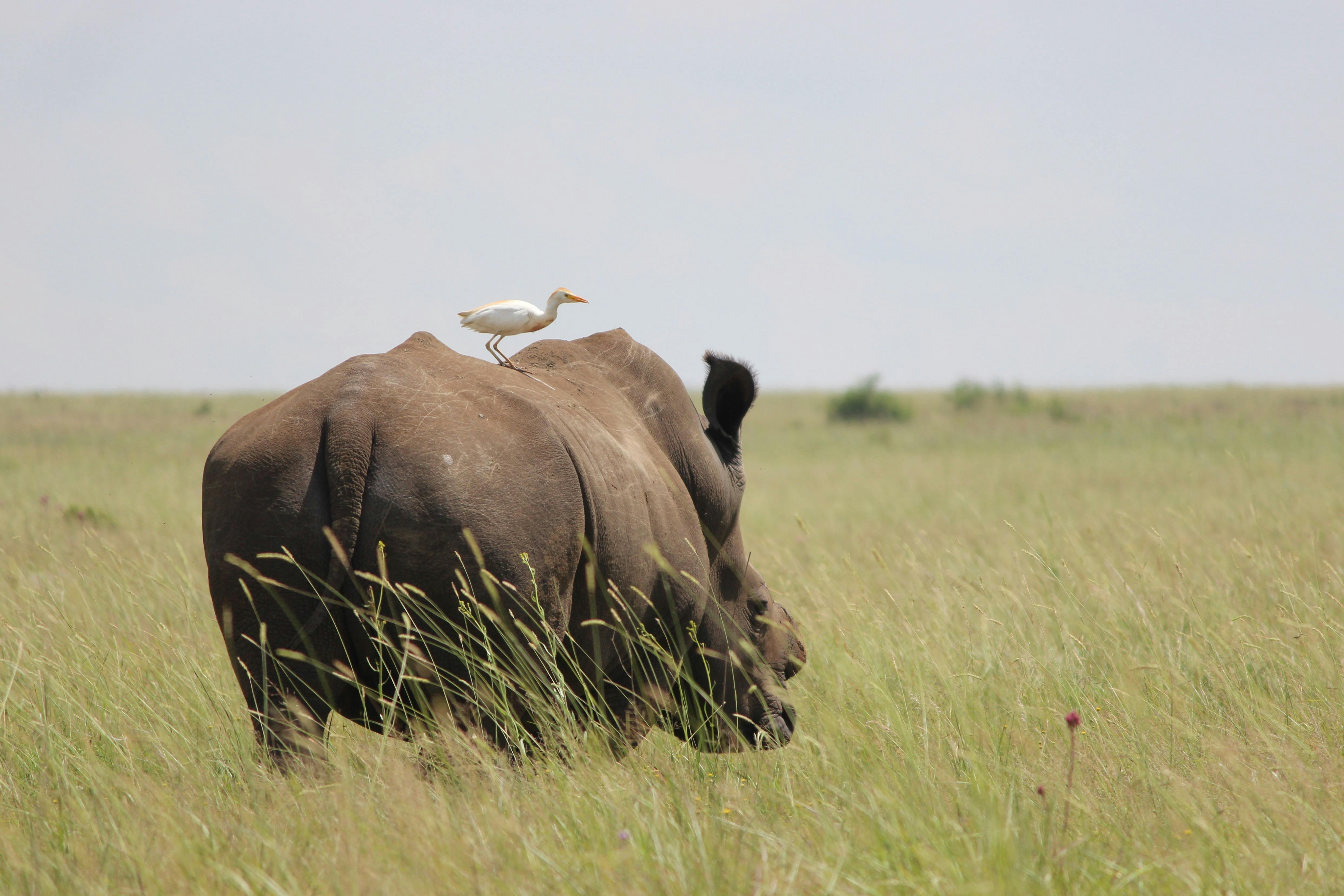 Free stock photo of africa, animal, rhino