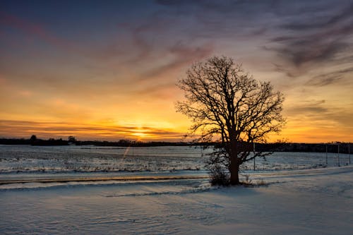 Free Countryside in Winter at Dawn Stock Photo