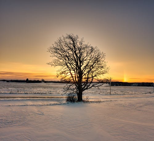 Tree by the Road in a Snowy Field