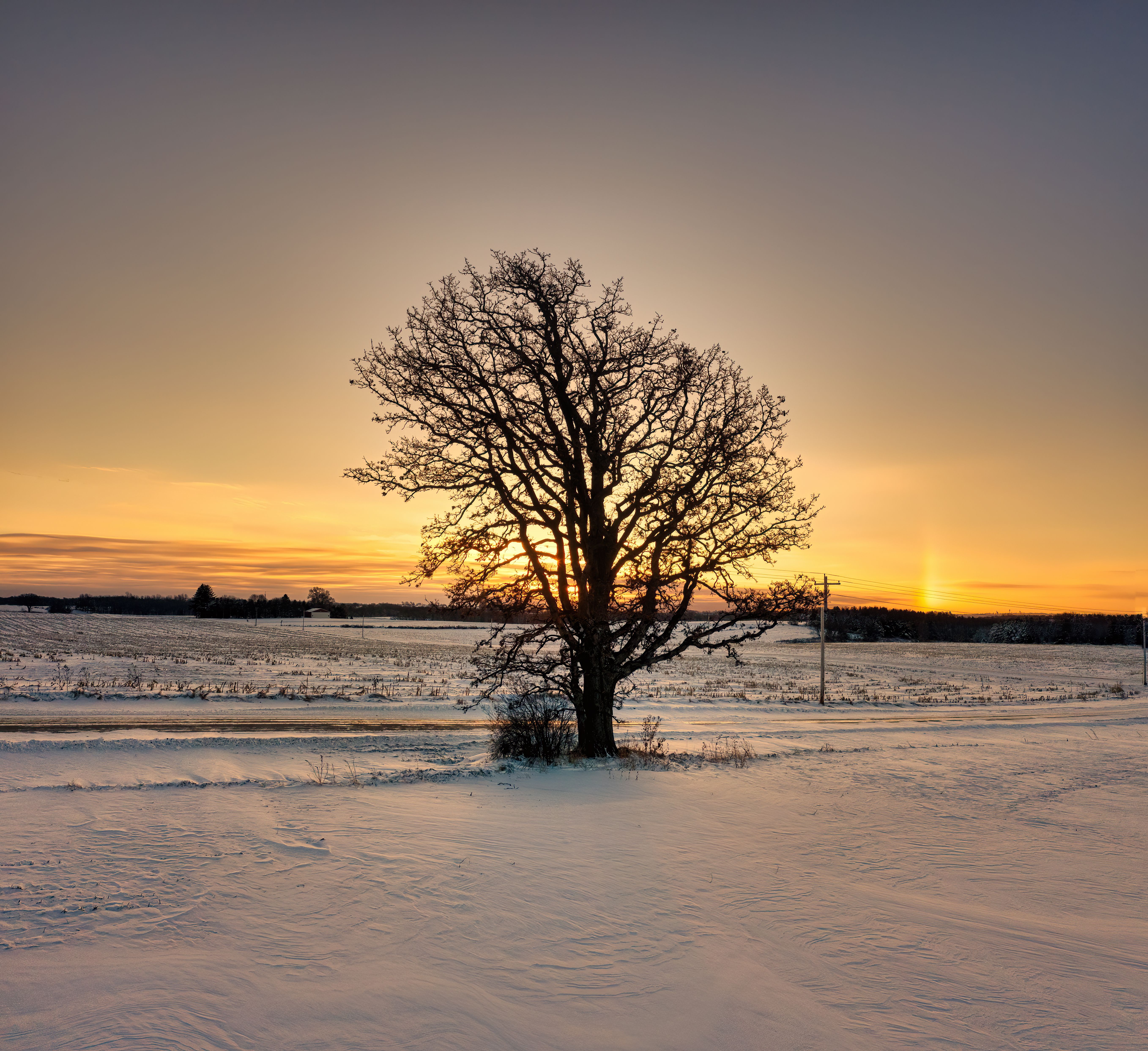 Tree by the Road in a Snowy Field · Free Stock Photo