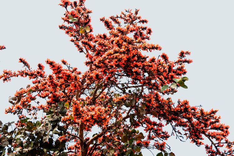 Palash Tree With Lush Blooming Red Flowers