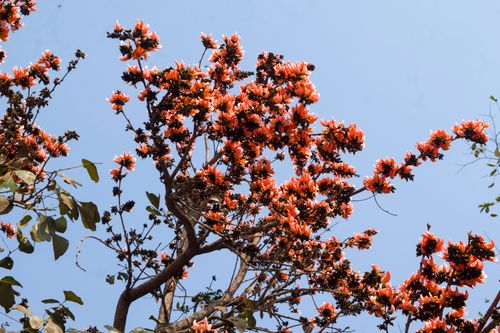 Free A close-up of a vibrant red blossoming tree under a clear blue spring sky, showcasing nature's beauty. Stock Photo