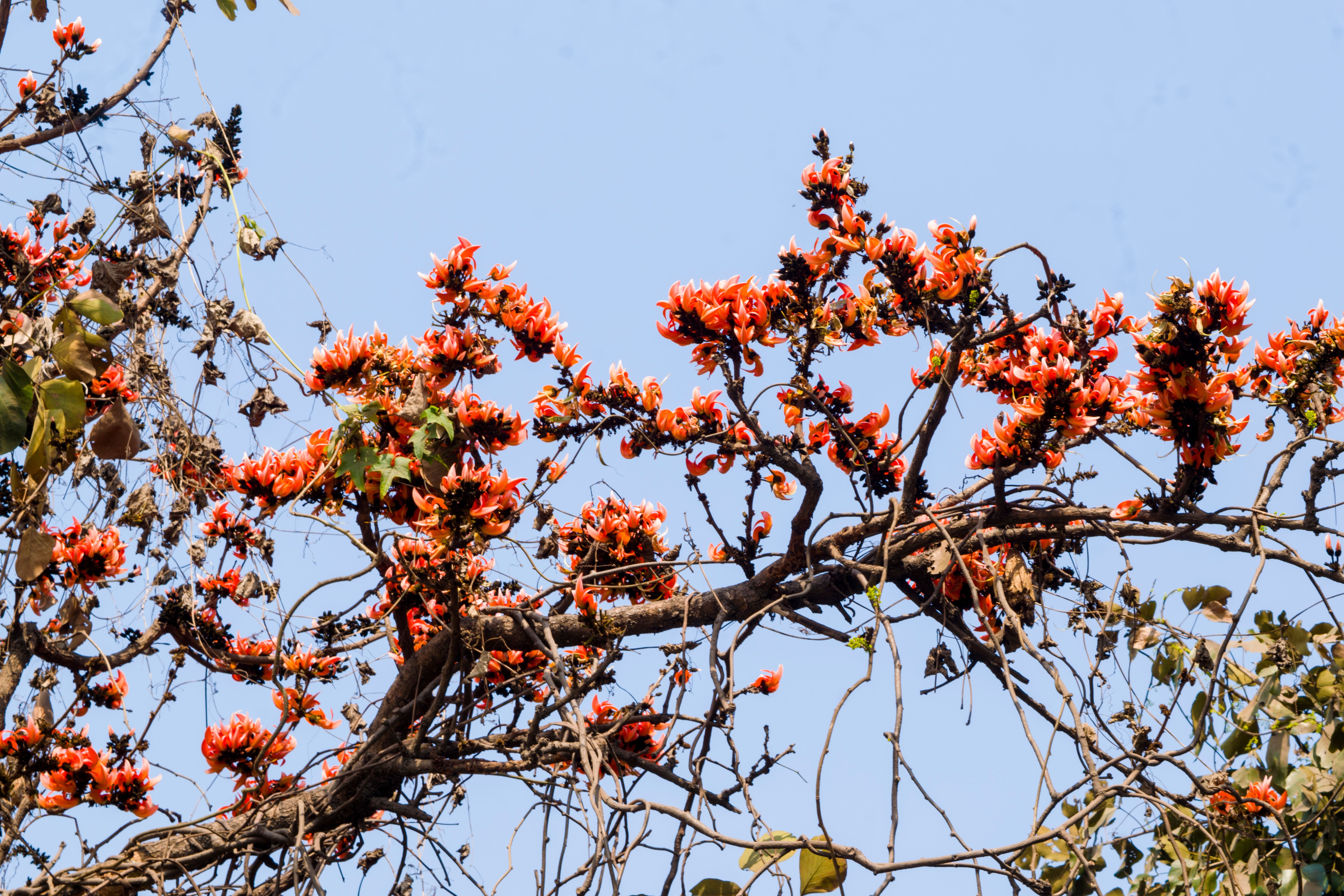 Featured image for the article: Lodhi Garden kadamb grove: where to find it near the rose garden