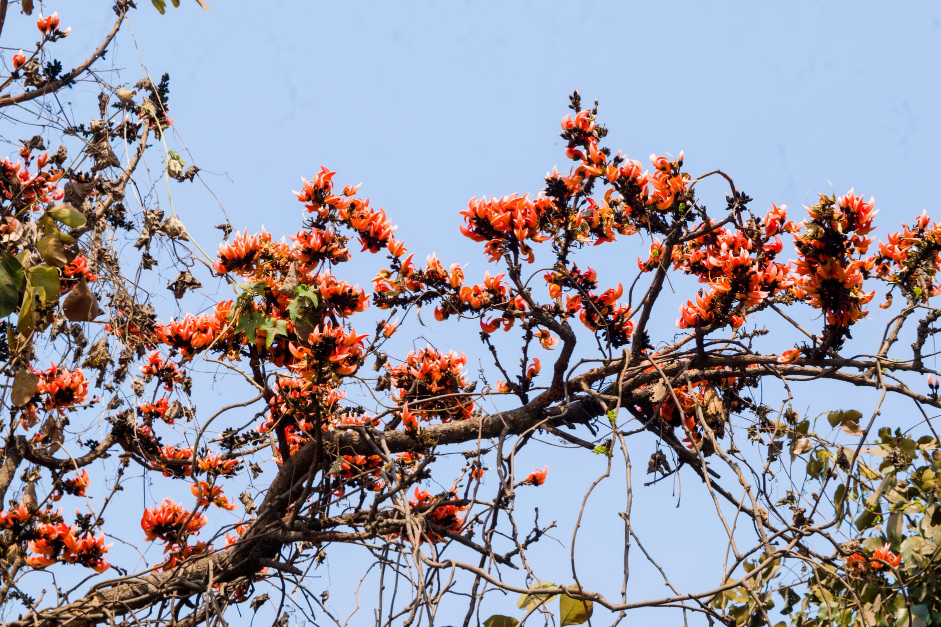 Featured image for the article: Lodhi Garden kadamb grove: where to find it near the rose garden