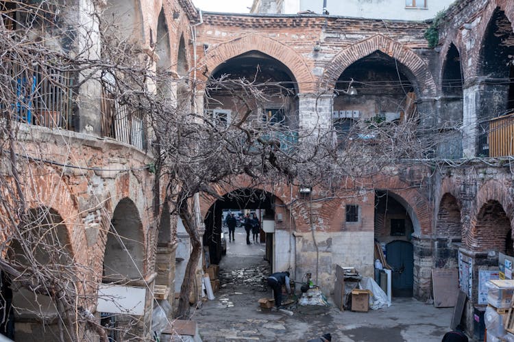 Barren Vine In City