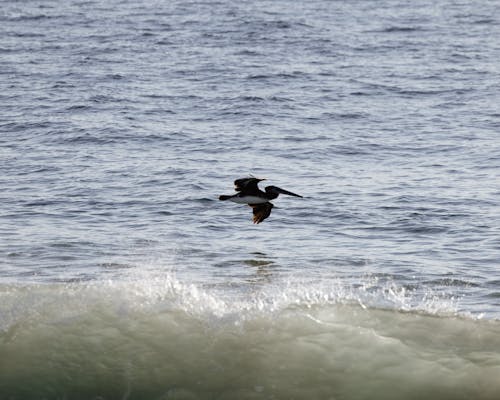 Pelican Flying over Sea