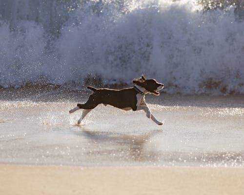 A Dog Running on a Beach 