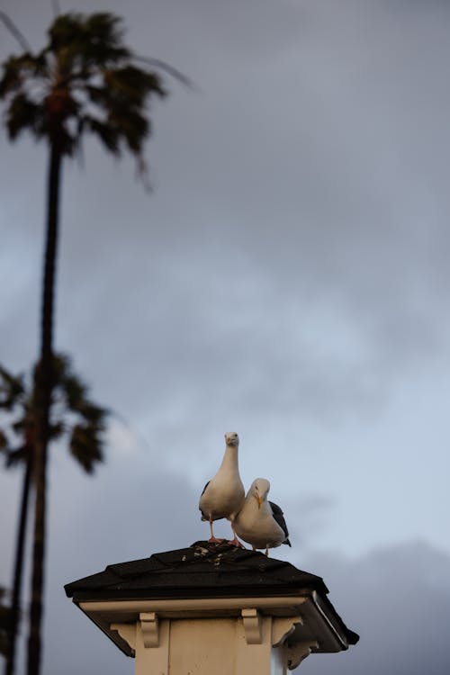 一對, 垂直拍攝, 海鷗 的 免費圖庫相片