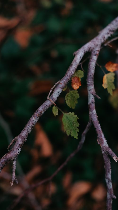 Free A detailed close-up of a branch with colorful autumn leaves, showcasing seasonal beauty. Stock Photo