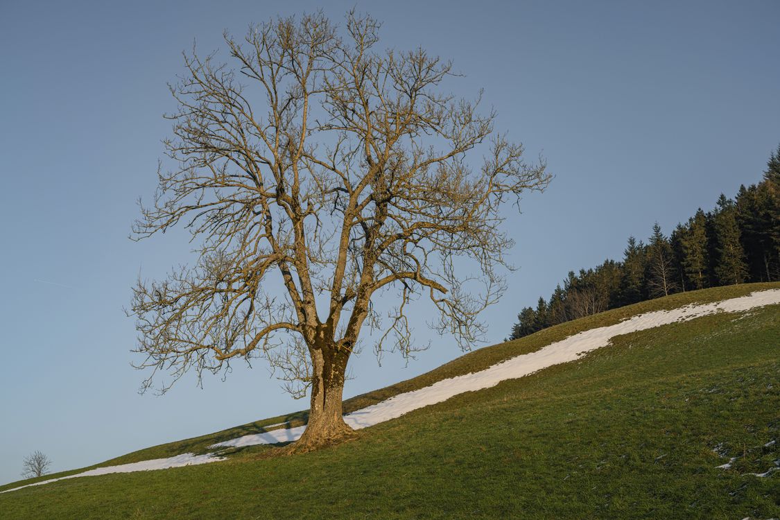 Simple Tree Barren Barren Tree on Slope · Free Stock Photo